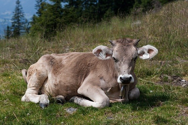 heifer