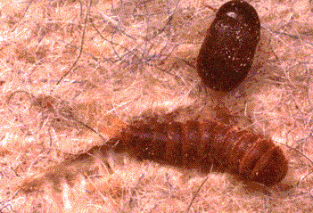 carpet beetles