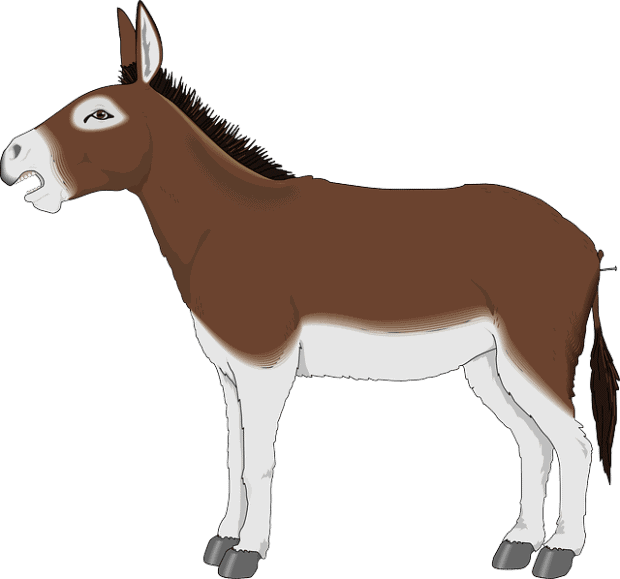 a real ass