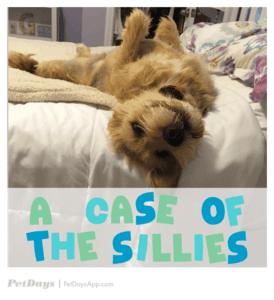 @franchisedog on Twitter all about dog hotels